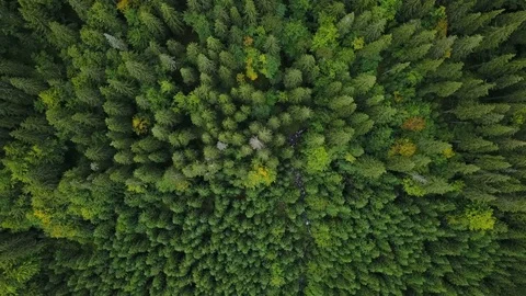 Top view of pine forest. Flying over mountain forest. Beautiful nature landscape Stock Footage