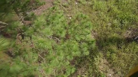 Top view of pine forest Stock Footage 55813732