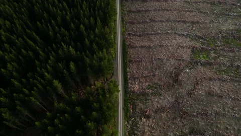 A top view of the pine forest on the left side of the road and empty soil Stock Footage 231340646