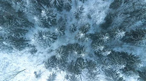 Top view on pine forest under the snow in winter. Nature. Stock Photos
