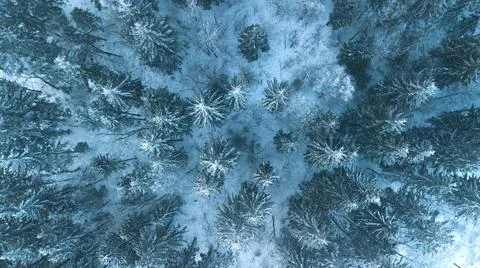 Top view on pine forest under the snow in winter. Nature. Stock Photos