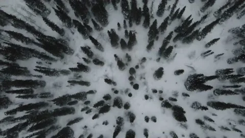 Top view of a pine forest in winter Stock Footage 239907338