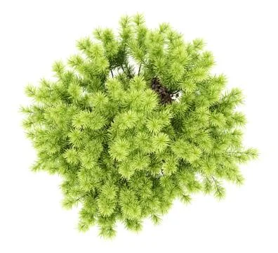 Top view of pine shrub plant isolated on white background. 3d illustration Stock Illustration