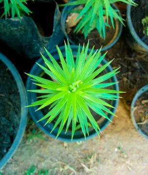 Top view of a pine tree plant on a vase on the garden floor Stock Photos