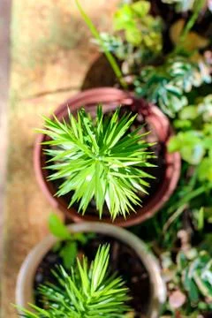 Top view of a pine tree plant on a vase on the garden floor Stock Photos