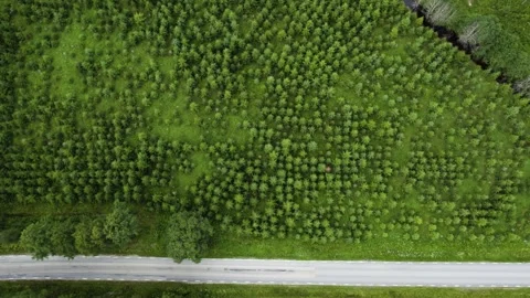 Top View Of Pine Tree Plantation In Bohuslan, Sweden. Unsustainable Stock Footage 266890485