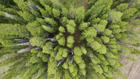 Top view of pine trees Video stock 235818904
