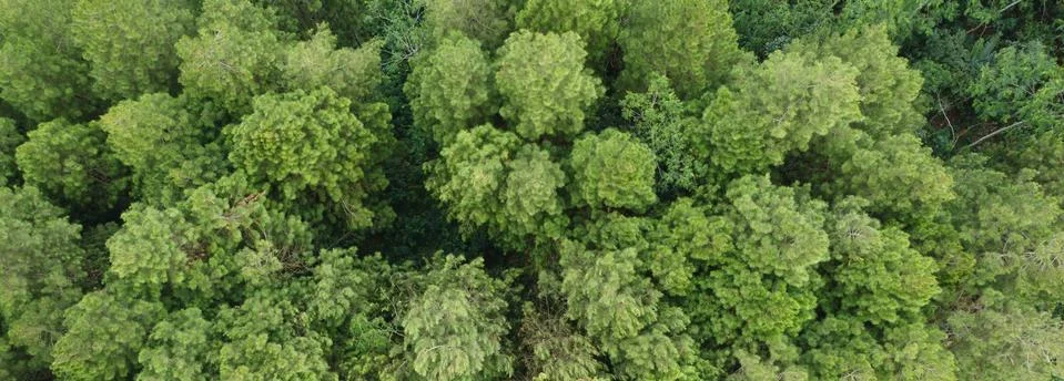 Top view of pine trees Stock Photos