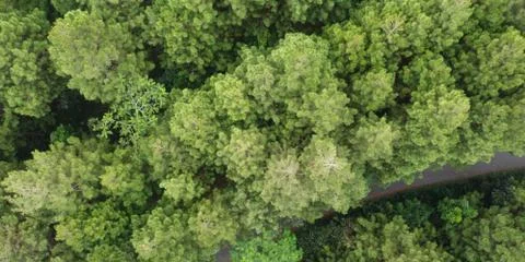 Top view of pine trees Stock Photos