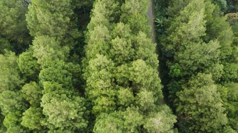 Top view of pine trees Foto stock