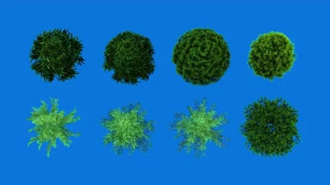 Top View Pine Trees Set on Blue Screen 3D Animation Conifer Trees for Layout Stock Footage 344111088