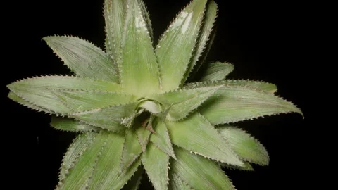Top View of Pineapple Crown Seamlessly Rotating in Loop Against Black Background 스톡 동영상 311885603