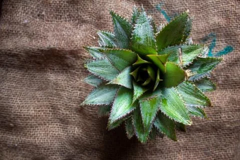 Top view of the pineapple fruit with green color flowing at the top. Stock Photos