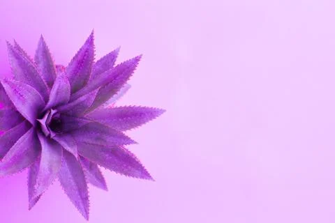 Top view of pineapple in neon Stock Photos