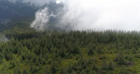 Top view of the pines after rain Stock Footage 89874042