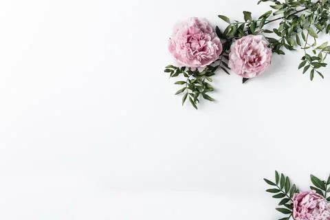 Top view pink carnations Resolution and high quality beautiful photo Stock Photos