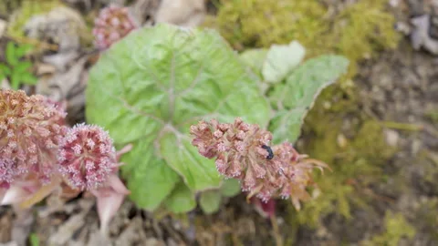 Top view of the pink common toothwort flowers Stock Footage 136332443