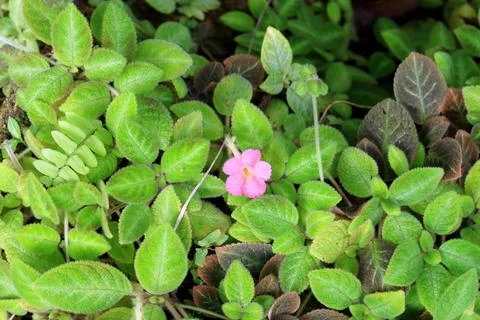 Top view of pink Flame violet blooming with light green leaves. Foto stock