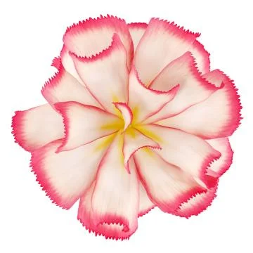 Top view of pink flower isolated on white background Stock Illustration
