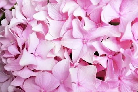 Top view of pink hydrangea background Foto stock