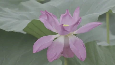 Top view of pink lotus bloom among large green lotus leaves Vídeos de archivo 343581503