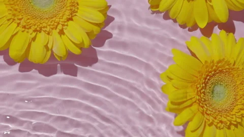 Top view of pink transparent clear calm water surface and yellow flowers. Stock Footage 164229234