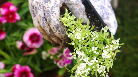 Top View Placing Flower in Basket Stock Footage 57730073