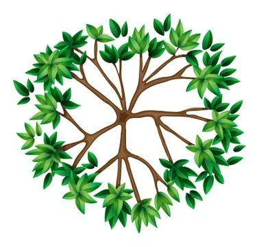 A top view of a plant Stock Illustration
