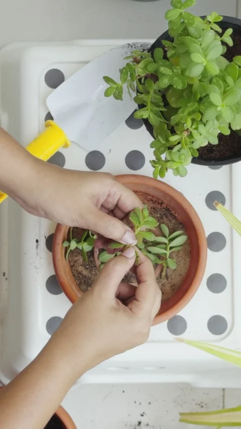 Top view of plant pruning with hands Home gardening in a balcony Stock Footage 282252566