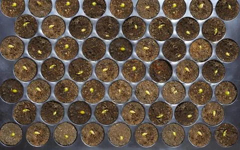 Top view of Planting seeds in black plastic nursery tray Stock Photos