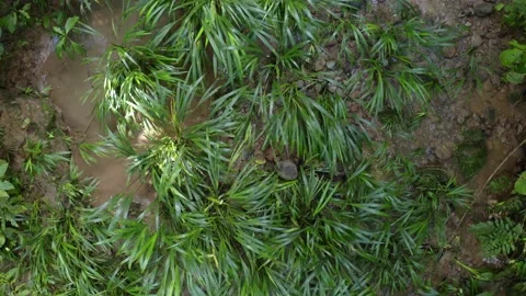 Top view of plants growing inside a small stream Stock Footage 160313343