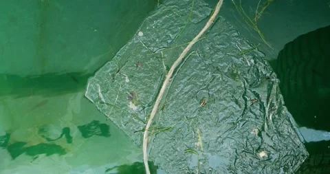 Top view of plastic bag floating on sea surface. Stock Footage 154002083