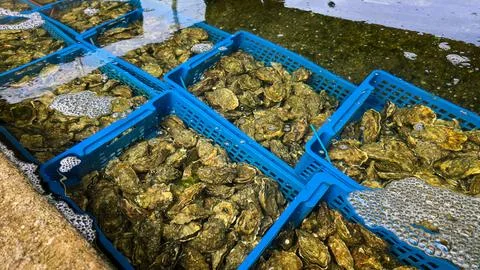 Top view of plastic boxes with fresh oysters under transparent water on an Stock Photos