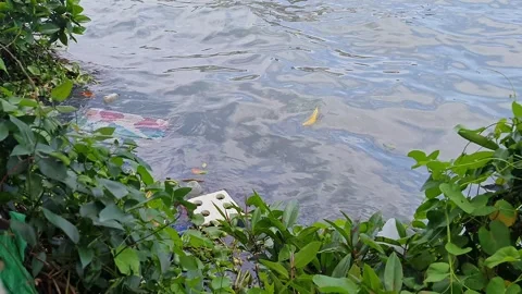 A top view of plastic waste floating on a village pond, stuck amidst aquati.. Video stock 313381288