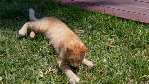 Top view, Playful Ginger Cat Lying on Bright Green Grass under the Warm Sun Stock Footage 312521985