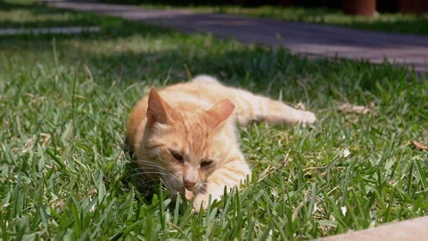 Top view, Playful Ginger Cat Lying on Bright Green Grass under the Warm Sun Stock Footage 312524981