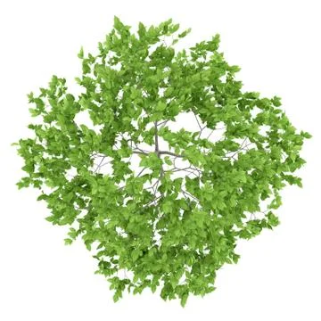 Top view of plum tree isolated on white background. 3d illustration Stock Illustration