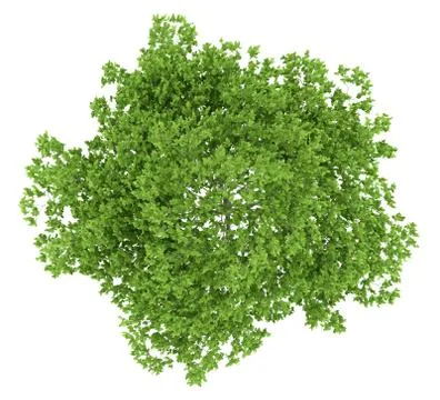 Top view of plum tree isolated on white background. 3d illustration Illustrazione stock