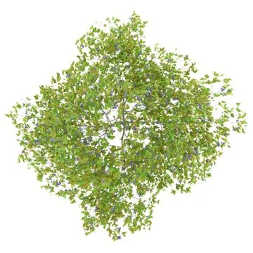 Top view of plum tree with plums isolated on white background. 3d illustratio Illustrazione stock