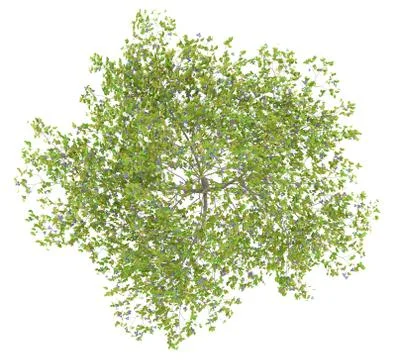 Top view of plum tree with plums isolated on white background. 3d illustratio Illustrazione stock