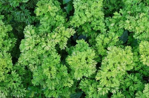 Top view of Polyscias plant has green and light green color background Stock-Fotos