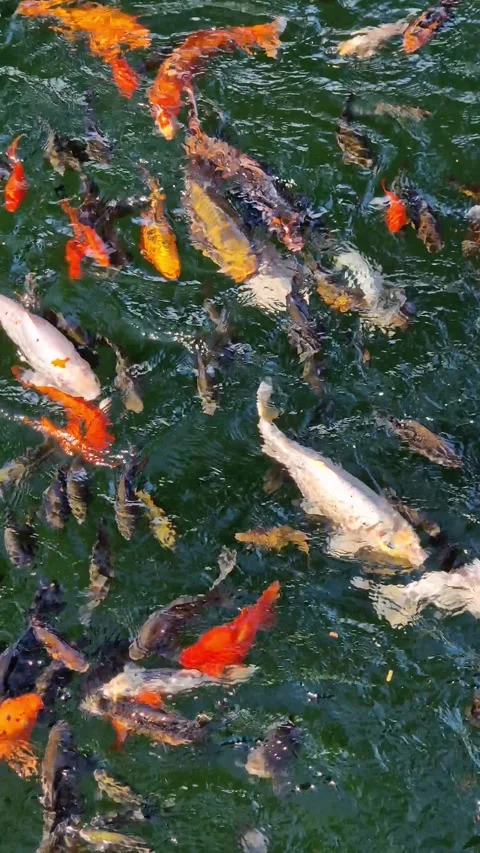Top view of a pond with colorful fish Stock Footage 337775261