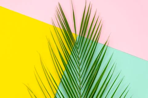 Top view pop layout made of tropical palm leaf lying in the middle on colorful Stock Photos