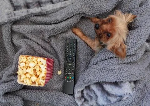 Top view of popcorn box, remote control and mini yorkshire terrier on warm bl Foto stock