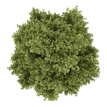 Top view of poplar tree isolated on white background Stock Illustration