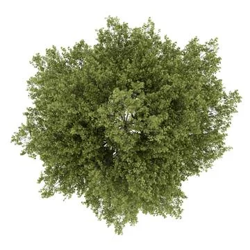 Top view of poplar tree isolated on white background Stock Illustration