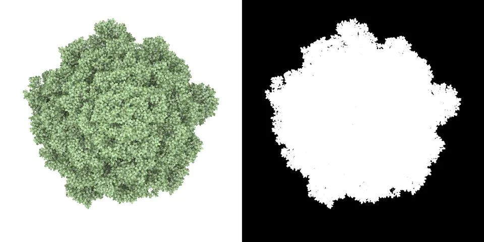 Top view (Populus Alba Pyramidalis) png alpha cutout 3D rendering Illustrazione stock