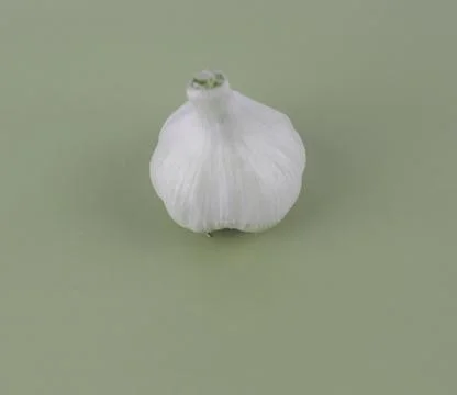 Top view portrait of a medium size white colored garlic before an empty backg Stock Photos