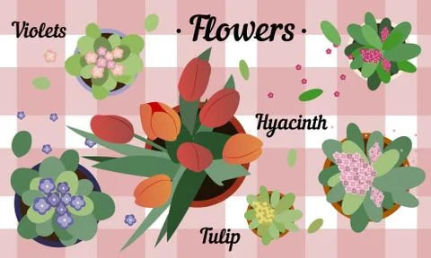 Top view of potted flowers. Flat illustration of hyacinth, Tulip and violets on Stock Illustration
