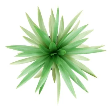 Top view of potted palm tree isolated on white background Stock Illustration
